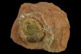 Jurassic Ammonite (Parkinsonia) Fossil - Sengenthal, Germany #129413-2